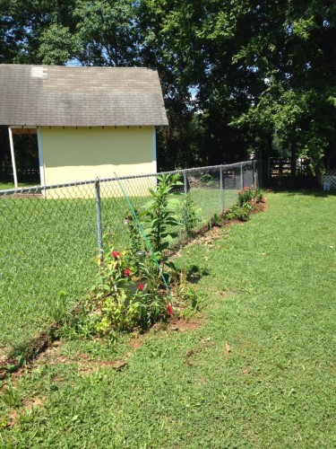 fence line planting 3.jpg