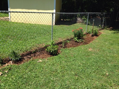 fenceline planting 2.jpg