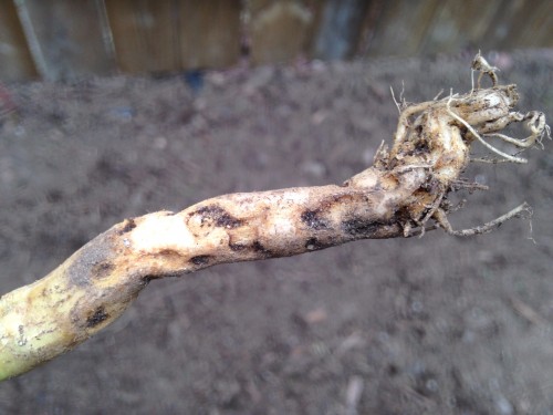 root_1.jpeg