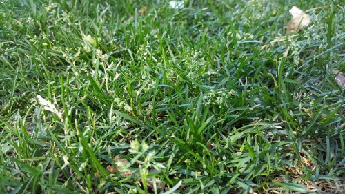 Poa Annua (Medium).jpg