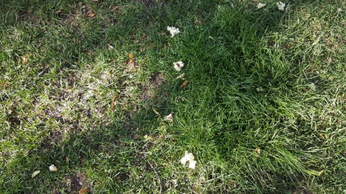 Two different types of grass (Medium).jpg