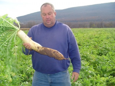 GROUND HOG RADISH 1.jpg