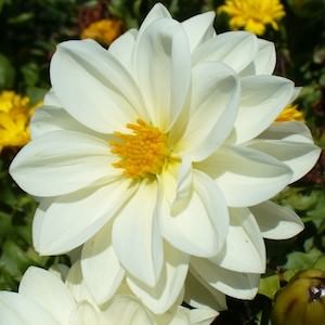 dahlia-figaro-white.jpg