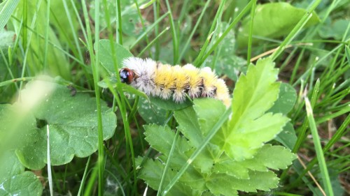 Caterpillar