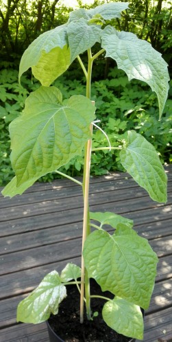 IMG_20170615_165207.jpg