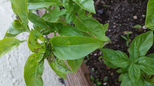 Basil with tiny brown spots (1)