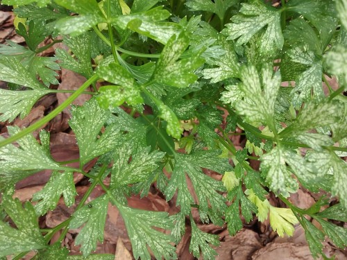 parsley crisis (1).jpg