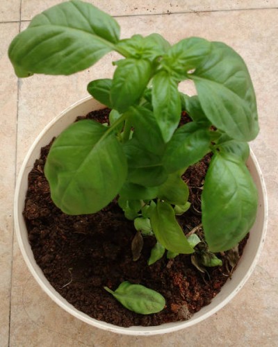 Basil2.jpg