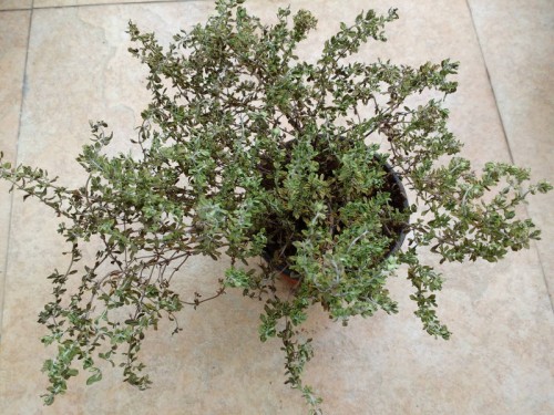 Thyme.jpg