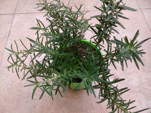 Rosemary.jpg