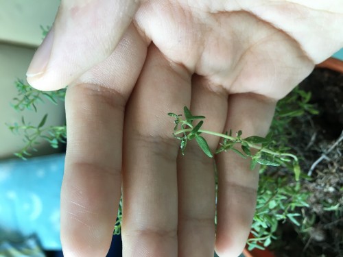 This was the best photo I could get of one of the branches that had withering new leaves, I pruned the others in an attempt to damage control :(