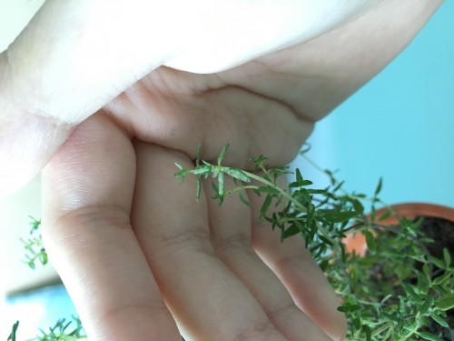 the white patches on some leaves