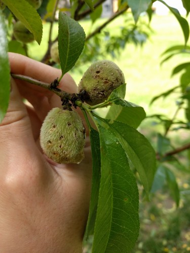 Most of the tree's peaches are ruined like this, brown spots and fluid weeping out