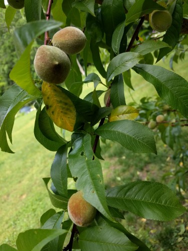 Peach tree leaves perforated