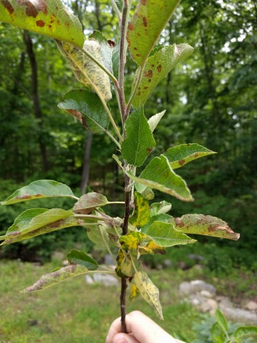 Apple tree leaves browning over