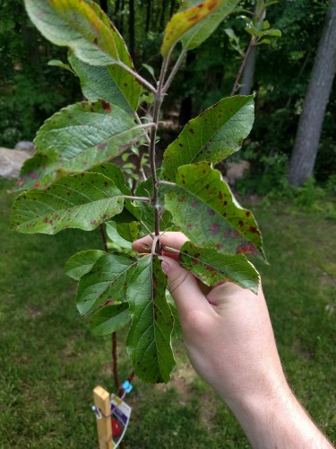 Apple tree leaves browning over