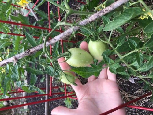 Maters getting bigger