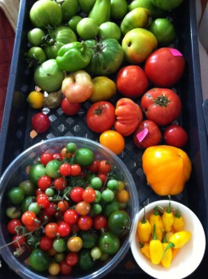 Last of the tomato harvest and Trinidad Perfum