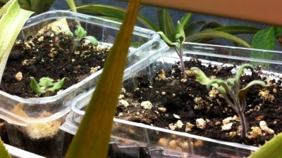 Pit Viper and Sophie's Choice seedlings