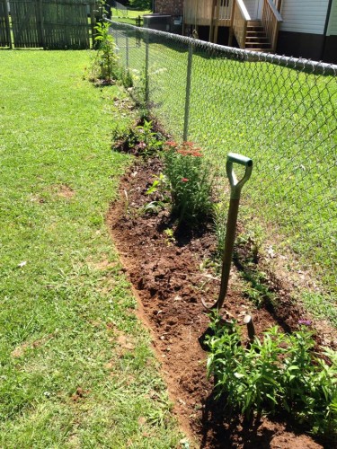fence line planting 1.jpg
