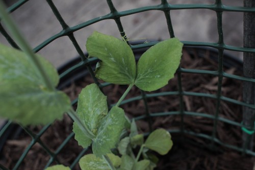 leaf starting to die