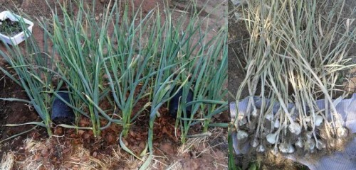 garlic harvest.jpg