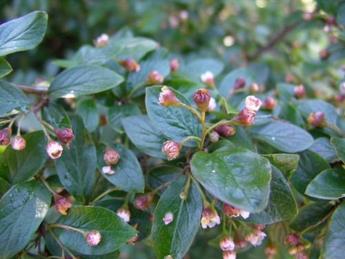 Cotoneaster lucidus.jpg