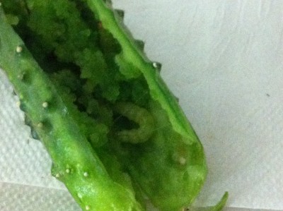 Pickleworm?