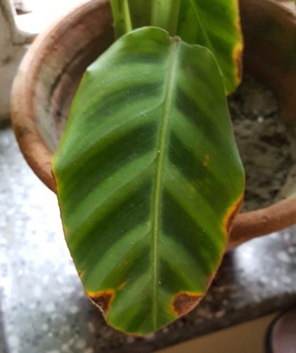 calathea.jpg