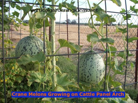 crane-melons-480.jpg