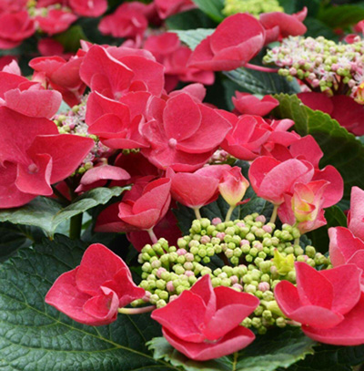 Cherry-Exp-Hydrangea.jpg