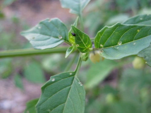 tomatilo flea beetle.JPG