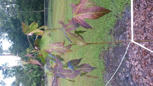 sweetgum tree.jpg