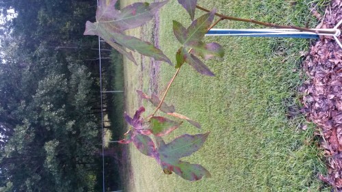 sweetgum tree2.jpg