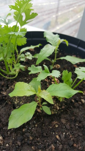 unidentified plant with coriander