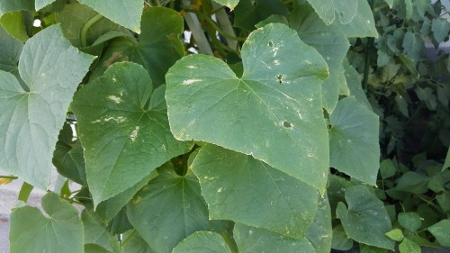 Cucumber leaves.jpg