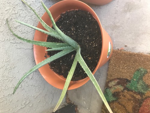 Aloe Plant