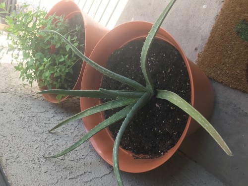 Aloe plant 2