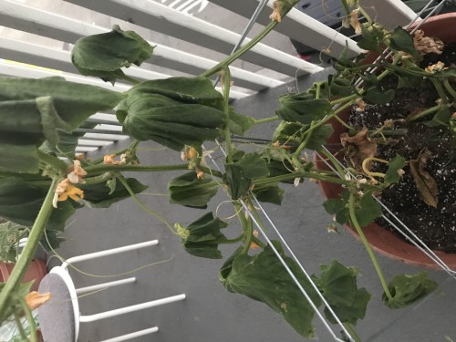 Cucumber plant