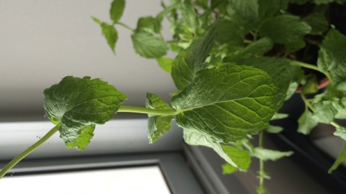 My infested Mint