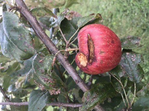 Honeycrisp Apple Tree Photo