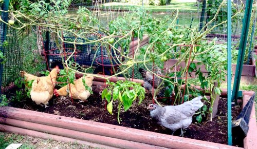 chickens helping garden.jpg