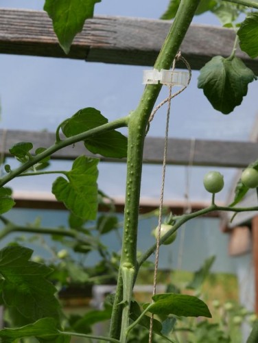 Bumpy stem