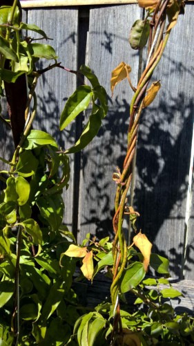 Brown spots on vines, discolouration