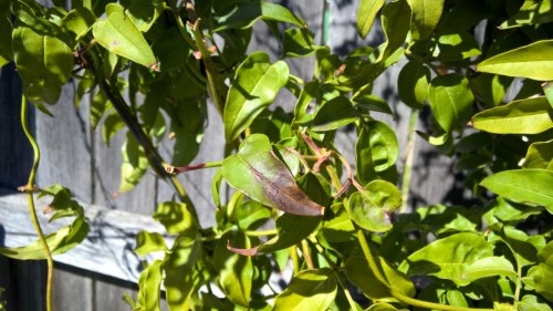 Discolouration on leaves and vines (unknown causes)