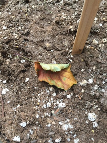 Fallen Leaf :'(