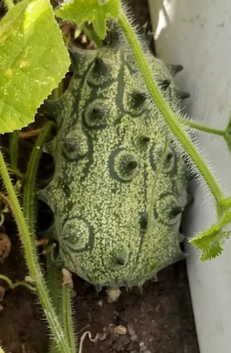 Kiwano3.jpg