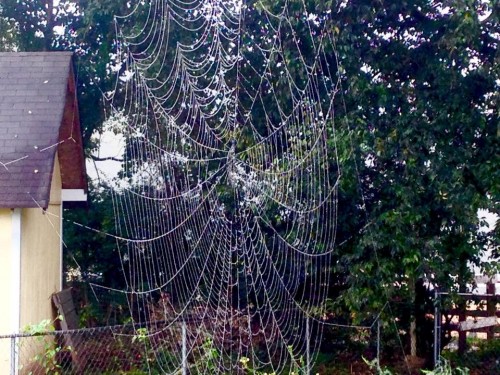 spider web.jpg