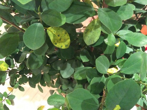 Leaf detail