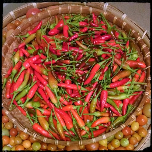 Peppers in Greenhouse.jpg